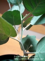 fancyboxｱｸｾﾃﾞﾝｽ(Eucalyptus accedens)の画像5