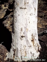 fancyboxｱｸｾﾃﾞﾝｽ(Eucalyptus accedens)の画像6