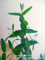 fancyboxﾋﾞﾐﾅﾘｽ(Eucalyptus viminalis ssp. viminalis)の画像3
