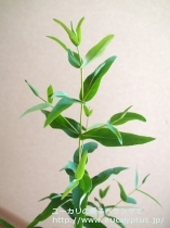 fancyboxﾋﾞﾐﾅﾘｽ(Eucalyptus viminalis ssp. viminalis)の画像4