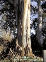 fancyboxﾋﾞﾐﾅﾘｽ(Eucalyptus viminalis ssp. viminalis)の画像5
