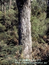 fancyboxﾋﾞﾐﾅﾘｽ(Eucalyptus viminalis ssp. viminalis)の画像7