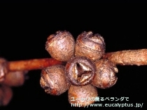 fancyboxﾋﾞﾐﾅﾘｽ(Eucalyptus viminalis ssp. viminalis)の画像8