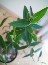 fancyboxﾋﾞﾐﾅﾘｽ(Eucalyptus viminalis ssp. viminalis)の画像9