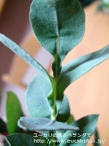 fancyboxｱｰﾅ(Eucalyptus urna)の画像6