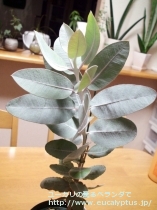 fancyboxﾌﾟﾚｳﾛｶﾙﾊﾟ(Eucalyptus pleurocarpa)の画像1