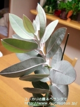fancyboxﾌﾟﾚｳﾛｶﾙﾊﾟ(Eucalyptus pleurocarpa)の画像13