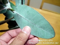 fancyboxﾌﾟﾚｳﾛｶﾙﾊﾟ(Eucalyptus pleurocarpa)の画像3