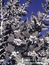 fancyboxﾌﾟﾚｳﾛｶﾙﾊﾟ(Eucalyptus pleurocarpa)の画像6