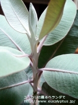 fancyboxﾌﾟﾚｳﾛｶﾙﾊﾟ(Eucalyptus pleurocarpa)の画像7