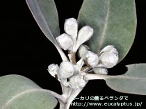 fancyboxﾌﾟﾚｳﾛｶﾙﾊﾟ(Eucalyptus pleurocarpa)の画像8