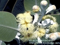 fancyboxﾌﾟﾚｳﾛｶﾙﾊﾟ(Eucalyptus pleurocarpa)の画像9