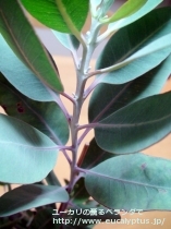 fancyboxｴｸｽﾄﾘｶ(Eucalyptus extrica)の画像5