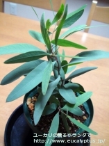 fancyboxﾊﾟｷﾛﾏ(Eucalyptus pachyloma)の画像2