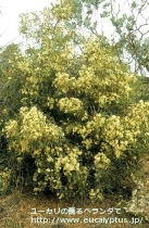 fancyboxﾊﾟｷﾛﾏ(Eucalyptus pachyloma)の画像3
