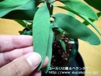fancyboxﾊﾟｷﾛﾏ(Eucalyptus pachyloma)の画像5