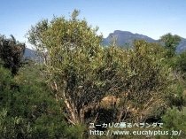 fancyboxﾊﾟｷﾛﾏ(Eucalyptus pachyloma)の画像6