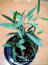 fancyboxﾊﾟｷﾛﾏ(Eucalyptus pachyloma)の画像9