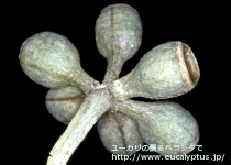 fancyboxｷﾍﾟﾛｶﾙﾊﾟ(Eucalyptus cypellocarpa)の画像5