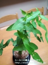 fancyboxｷﾍﾟﾛｶﾙﾊﾟ(Eucalyptus cypellocarpa)の画像6