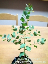 fancyboxﾃﾞｨｼﾍﾟﾝｽ(Eucalyptus decipiens ssp. decipiens)の画像1