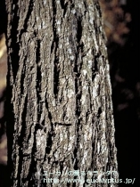 fancyboxﾃﾞｨｼﾍﾟﾝｽ(Eucalyptus decipiens ssp. decipiens)の画像4