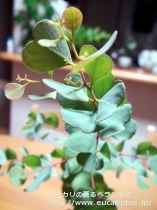 fancyboxﾃﾞｨｼﾍﾟﾝｽ(Eucalyptus decipiens ssp. decipiens)の画像5