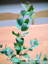 fancyboxﾃﾞｨｼﾍﾟﾝｽ(Eucalyptus decipiens ssp. decipiens)の画像7