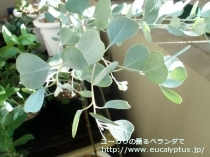 fancyboxｵｰﾋﾞﾌｫﾘｱ(Eucalyptus orbifolia)の画像5