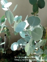 fancyboxｵｰﾋﾞﾌｫﾘｱ(Eucalyptus orbifolia)の画像2