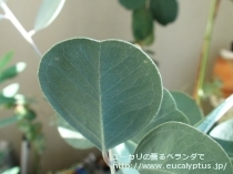 fancyboxｵｰﾋﾞﾌｫﾘｱ(Eucalyptus orbifolia)の画像4