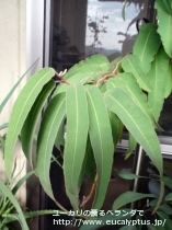 fancyboxｼﾄﾘｵﾄﾞﾗ(Corymbia citriodora)の画像2