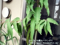 fancyboxｼﾄﾘｵﾄﾞﾗ(Corymbia citriodora)の画像3