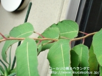 fancyboxｼﾄﾘｵﾄﾞﾗ(Corymbia citriodora)の画像6