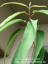 fancyboxｼﾄﾘｵﾄﾞﾗ(Corymbia citriodora)の画像10