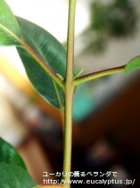 fancyboxｴﾘｽﾛｺﾘｽ(Eucalyptus erythrocorys)の画像10