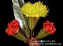 fancyboxｴﾘｽﾛｺﾘｽ(Eucalyptus erythrocorys)の画像4