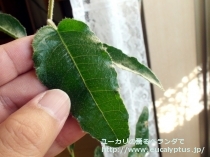 fancyboxｴﾘｽﾛｺﾘｽ(Eucalyptus erythrocorys)の画像6