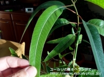 fancyboxｴﾘｽﾛｺﾘｽ(Eucalyptus erythrocorys)の画像9