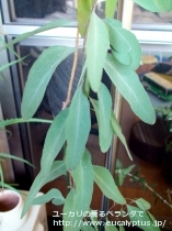 fancyboxﾒﾘｵﾄﾞﾗ(Eucalyptus melliodora)の画像2