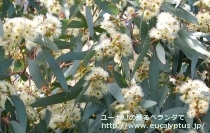 fancyboxﾒﾘｵﾄﾞﾗ(Eucalyptus melliodora)の画像3