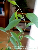 fancyboxﾒﾘｵﾄﾞﾗ(Eucalyptus melliodora)の画像4