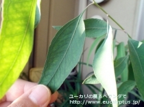 fancyboxﾒﾘｵﾄﾞﾗ(Eucalyptus melliodora)の画像5