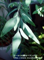 fancyboxﾒﾘｵﾄﾞﾗ(Eucalyptus melliodora)の画像6