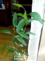 fancyboxﾒﾘｵﾄﾞﾗ(Eucalyptus melliodora)の画像7