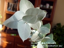 fancyboxｷﾞﾘｰ(Eucalyptus gillii)の画像11