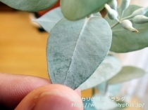 fancyboxｷﾞﾘｰ(Eucalyptus gillii)の画像3