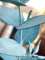 fancyboxｷﾞﾘｰ(Eucalyptus gillii)の画像4
