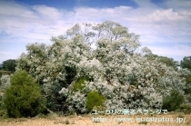 fancyboxｷﾞﾘｰ(Eucalyptus gillii)の画像5