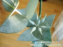 fancyboxｷﾞﾘｰ(Eucalyptus gillii)の画像7